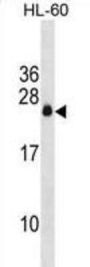 APRG1 Antibody
