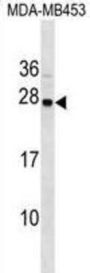 SYNGR1 Antibody