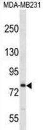 Mediator Complex Subunit 17 (MED17) Antibody
