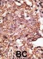 Sialic Acid Binding Ig Like Lectin 6 (SIGLEC6) Antibody