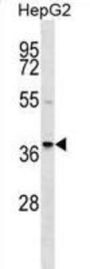 RALY Heterogeneous Nuclear Ribonucleoprotein (RALY) Antibody