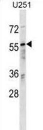 Ran-Binding Protein 3 (RANBP3) Antibody