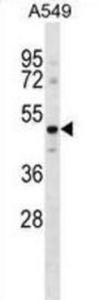 G Protein Coupled Receptor 37 Like 1 (GPR37L1) Antibody