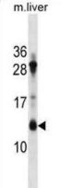 ATP Synthase F(0) Complex Subunit C1, Mitochondrial (ATP5G1) Antibody
