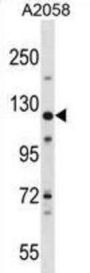 Large Proline-Rich Protein BAG6 (BAG6) Antibody