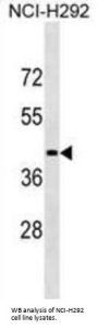 LIPN Antibody