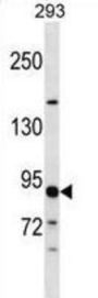 Gamma-Tubulin Complex Component 3 (TUBGCP3) Antibody