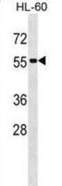 SEPT1 Antibody