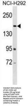 Arf-GAP With Rho-GAP Domain, ANK Repeat And PH Domain-Containing Protein 2 (ARAP2) Antibody