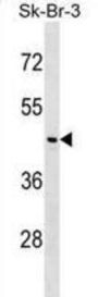 Neuronal Growth Regulator 1 (NEGR1) Antibody