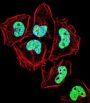 Zinc Finger Protein 155 (ZNF155) Antibody