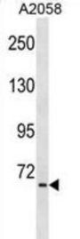 TNIP1 Antibody