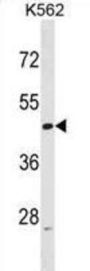 ACTL6A Antibody