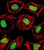 Heart And Neural Crest Derivatives Expressed Protein Protein 2 (HAND2) Antibody