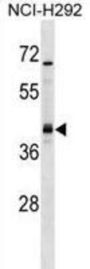 UTF1 Antibody