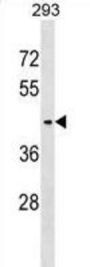 Serine Incorporator 3 (SERINC3) Antibody