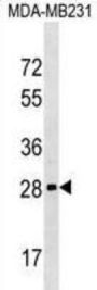 H1FOO Antibody