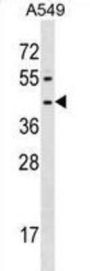 FPR1 Antibody