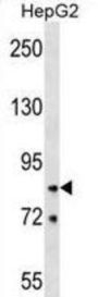 Heterogeneous Nuclear Ribonucleoprotein R (HNRNPR) Antibody