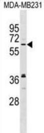 NELF Antibody