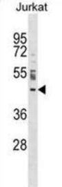 Nucleoporin Nup43 (NUP43) Antibody