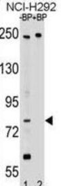 DCC-Interacting Protein 13-Beta (APPL2) Antibody