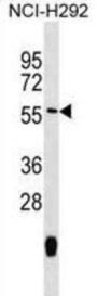 Peptide Chain Release Factor 1, Mitochondrial (MTRF1) Antibody