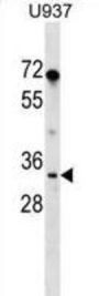 Peptidylprolyl Isomerase E / CYPE (PPIE) Antibody