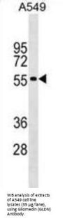 Gliomedin (GLDN) Antibody