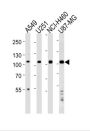 Zinc Finger Protein 41 (ZNF41) Antibody