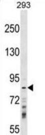 Ring Finger Protein 219 (RNF219) Antibody