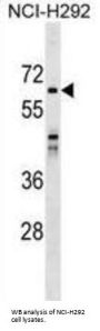 SNX33 Antibody