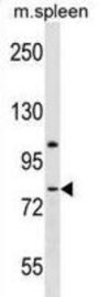 LPHN3 Antibody