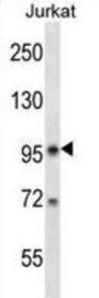 U2 SnRNP Associated SURP Domain Containing / SR140 (U2SURP) Antibody