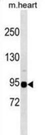 Mouse Snrk Antibody