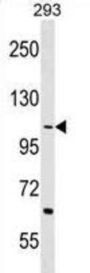 TEX2 Antibody