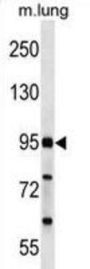 FCH Domain Only 2 (FCHO2) Antibody