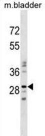 Nucleotide Binding Protein Like (NUBPL) Antibody