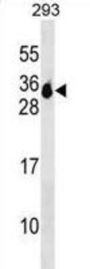 Membrane-Spanning 4-Domains Subfamily A Member 6A (MS4A6A) Antibody