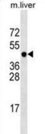 Protein-L-Isoaspartate O-Methyltransferase Domain-Containing Protein 1 (PCMTD1) Antibody