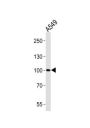 Zinc Finger Protein 287 (ZNF287) Antibody