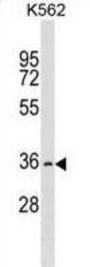 Olfactory Receptor 2AG2 (OR2AG2) Antibody