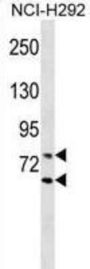 LMNA Antibody