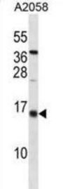ID3 Antibody