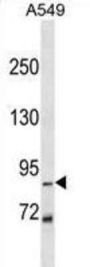 Zinc Finger Protein 786 (ZN786) Antibody