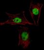 MEOX2 Antibody