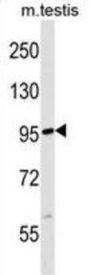 F-Box/LRR-Repeat Protein 19 (FBXL19) Antibody