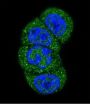 Phosphatidylinositol 3-Kinase Catalytic Subunit Type 3 (PI3KC3) Antibody