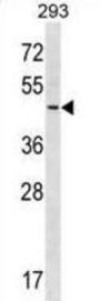 Ring Finger Protein 41 (RNF41) Antibody