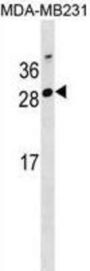 GG2L4 Antibody